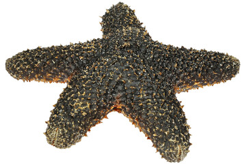 black starfish from Philippines isolated on white background