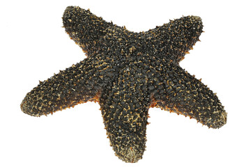 black starfish from Philippines isolated on white background