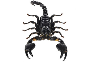 Asian blue forest scorpion (Heterometrus cyaneus) from Java, indonesia isolated on white background