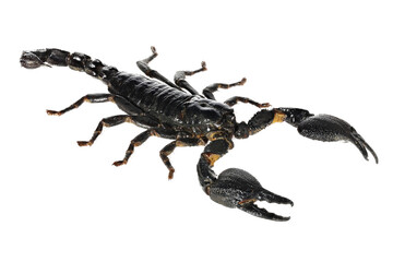 Asian blue forest scorpion (Heterometrus cyaneus) from Java, indonesia isolated on white background