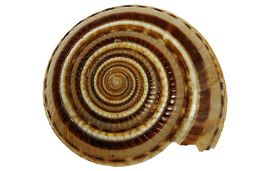 perspective sundial shell (Architectonica perspectiva) from Bohol, Philippines isolated on white background