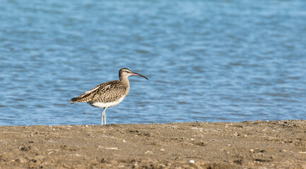 Eurasian curlew (Numenius arquata)