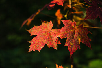 Close-up of red maple leaves on branch of tree. Blurry green background. Autumn nature.