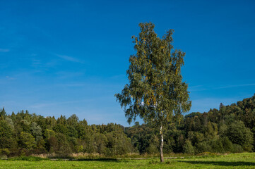 Scenic landscape of nature in september. Birch tree with green and yellow leaves. Forest and meadow. Beautiful nature.