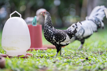 Hamburg Chick at the outdoor field in human home garden.