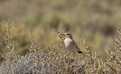 Isabelline wheatear (Oenanthe isabellina)