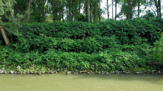 Knotweed Reynoutria Dron Aerial Video Drone Shot Fallopia Japonica Sakhalin Japanese, Invasive And Expansive Species Of Dangerous Plants Leaf In River Water Stream Creek Shrub Bushes, Leaves Fruits