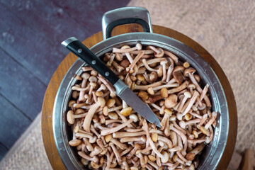 wild boletus mushrooms in a pot