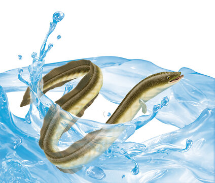 poisson, anguille , animal, p&ecirc;che, gicl&eacute; d'eau, jolie, chance, aliment, nature, lac, attraper, fleuve, aquarium, eau douce, frais, la p&ecirc;che, mer, ailette, &eacute;caill&eacute;e, sous-marin, nager