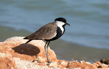 Spur-winged lapwing (Vanellus spinosus)