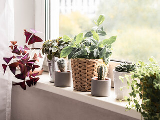 Various herbaceous houseplants, cacti and succulents in pots on windowsill.