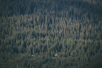 a coniferous forest grows on the mountain
