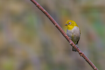 Oriental White-eye (Zosterops palpebrosus) sitting on branch, seen in a India.