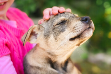 Head of a contented puppy with eyes buried in pleasure in the hands of a child