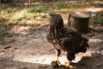 Close-up portrait of a steppe eagle standing on the ground