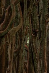 ancient buddha statue