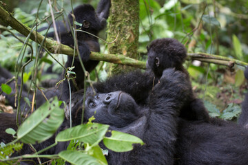 Free ranging baby mountain gorilla with mother