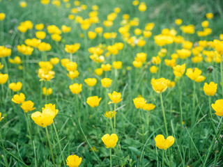 Ranunculus auricomus or montanus - Goldilocks buttercup small yellow flower field in Bucegi Mountains Romania.