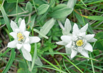 Obraz na płótnie Canvas Two mountain alpine flowers Leontopodium alpinum (Edelweiss) in Bucegi Mountains, Romania. Rare protected mountain flower.