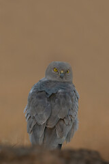 this is my wildlife images that shoot in bigwan pune