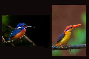 this is my wildlife images that shoot in bigwan pune