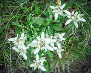 Many mountain alpine flowers Leontopodium alpinum (Edelweiss) in Bucegi Mountains, Romania. Rare protected mountain flowers on the field