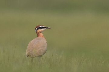 this is my wildlife images that shoot in bigwan pune