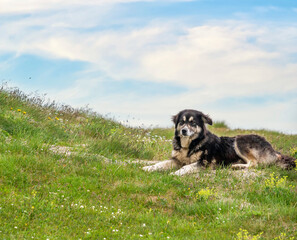 Romanian Carpathian Shepherd dog resting on the green grass of the mountain pasture