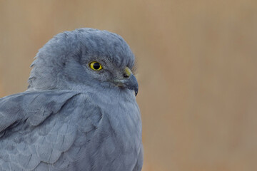 this is my wildlife images that shoot in bigwan pune