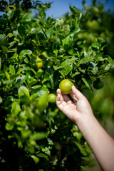 Woman's hand holding fresh lime.