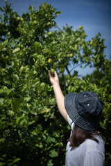 Woman's hand holding fresh Lime.