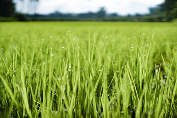 Rice field in the morning, Relaxing time.