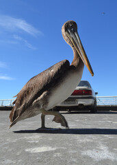 pelicano caminando poco a poco