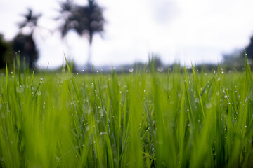Rice field in the morning, Relaxing time.