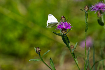 Small white butterfly (Pieris rapae) perched on pink flower in Zurich, Switzerland
