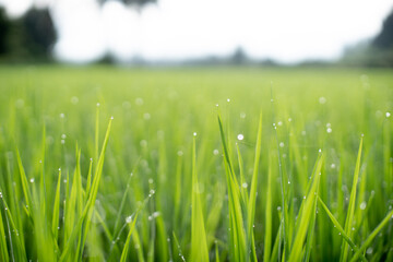 Rice field in the morning, Relaxing time.