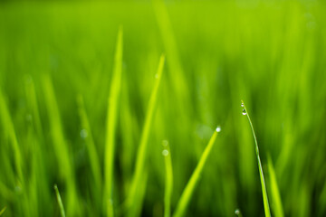 Rice field in the morning, Relaxing time.