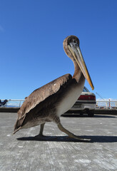 sea bird , Talcahuano , Chile