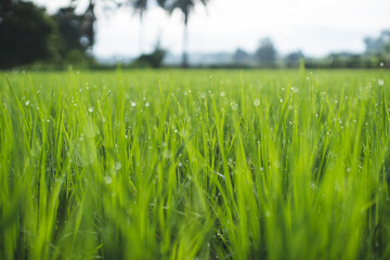 Rice field in the morning, Relaxing time.