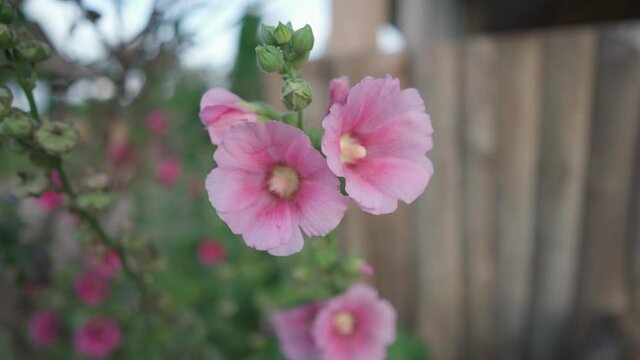 Pink flower mallow or malva swinging in the wind. Handheld shot