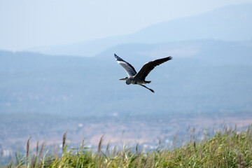 Naklejka na ściany i meble Grey heron (Ardea cinerea) in flight