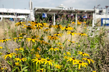 Rudbeckia flowers growing in a flower bed near the rear entrance of the central railway station in Zwolle, The Netherlands