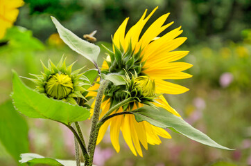 Ensemble of sunflowers, some open, some about to open, in a garden in summer