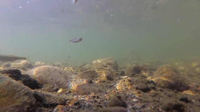 An underwater shot of a fish in a clean and clear river with a stone bottom. Different mall fishes swim upstream in the direction of the camera. River fishes in their natural habitat