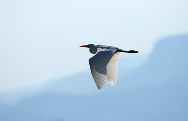 Cattle egret (Bubulcus ibis) in flight