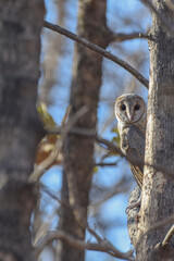 this is my wildlife images that shoot in bigwan pune