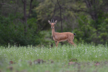 this is my wildlife images that shoot in bigwan pune