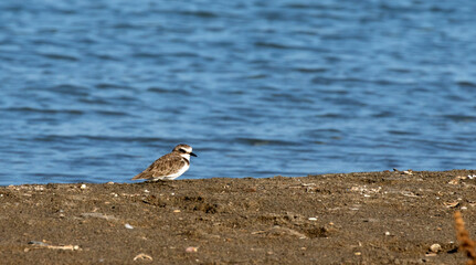 Common ringed plover (Charadrius hiaticula) during feeding