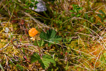 One ripe cloudberry (Rubus chamaemorus).