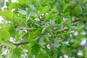 Fototapeta premium Ripe acorns on oak branch
